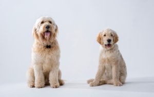 Pup stars and superstars