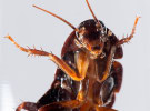 Agencies are like cockroaches, they never die, says Digiday editor