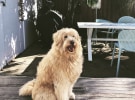 Dog of the Month: BMF director of barketing Monty Campbell
