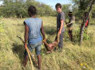 Ratings: Veggo Todd Sampson eats monkey on Body Hack 