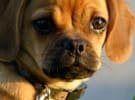Coles and Woolies' hold means the content tail is wagging the dog: Reckitt Benckiser