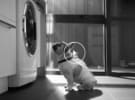 Fisher & Paykel media account out for pitch – OMD on alert 