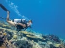 Tourism Australia's $1.5 million Great Barrier Reef content push