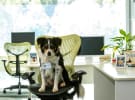 Watchdog: Blackmores’ first “pet naturopath” - Why would my dog need vitamins?