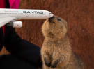 Qantas names planes, ignores Flighty McFlightFace