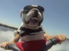 Jumping babies drive it home for Toyota
