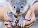 Case study: Tourism Australia redefines content