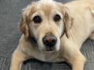 Dog of the Month: Adstream director of goodfeelings Henry