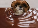 Naked paintballing and chocolate baths for pets; RedBalloon gets competitive 