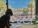 Dog of the Month: The Wired Agency BossDog Archie