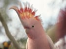 Cubery - Australia's most effective Christmas ads of 2020