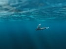 Fragile Ocean campaign launches with Nick Cave and The Bad Seeds