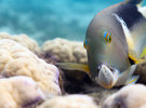 Tourism and Events Queensland signs on as launch partner for BBC Earth