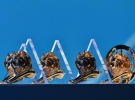 Aussies take 71 Lions in total – ranking fourth in the world