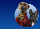 Compare the Market's meerkats are back with pet insurance