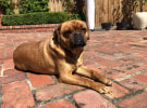 Dog of the Month: carsales chief fetch officer Bowie the pugalier