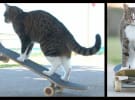 Idle Aussies: Don’t watch cat videos – shop online instead