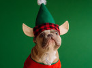 Hatched wins pet care brand Swaggle