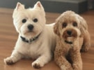 Dog of the Month: Poppy and Theo from Third Avenue 