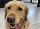 Dog of the Month: George from MiQ