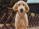 Seven West Media just took a stake in Mad Paws