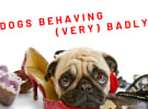 Paramount Upfront - Problem pooches to pristine pets