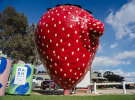 'The Big Wonky Strawberry' to combat food waste via Thinkerbell