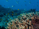 Pitch Wrap: Foxtel, Dulux, Great Barrier Reef Foundation