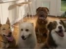 Why is Google's 'Caught On Nest Cam' campaign so good?