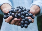 Edge’s venture division, Accelerate, wins start-up Rubay Wines