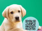 Puppy cutebaits from Guide Dogs Australia and The Royals 