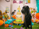 Scooby-Doo celebrates his 50th birthday with Australia's largest dog cake