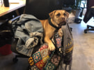 Dog of the Month: The Monkeys production assistant Friday