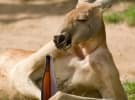 "It's animal cruelty" ASB upholds complaint against Carlton