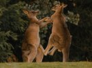 A bare knuckle fight for a seat at the copyright table