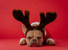 Talent War - Many of us face a ‘work-cation’ this Christmas