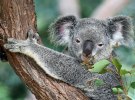 WPP Australia finally returns to being an outpost