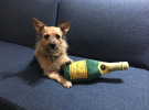 Dog of the Month: Photoplay muse, delivery guy liaison and director's assistant-assistant Kramer