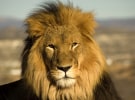 South African Tourism issues tender for media account in ANZ