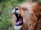 Publicis roars into 2022 with revenue ahead of expectations