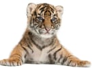 The Aussie idea uniting advertisers to fight wildlife extinction
