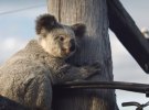 Pitch Wrap: IAG, LG Electronics, NSW Department of Education