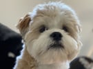 Research shows those pandemic puppies did make a difference