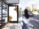 oOh!media opens a bear hunt in Australia