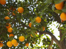 Five Minutes with Orchard: A healthy niche