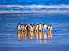 Phillip Island Nature Park account goes to pitch