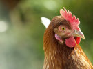 How retail marketers can avoid 'discount chicken' in their strategy
