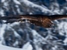 Foxtel boosts launch of BBC Earth in Australia