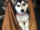 Agency Dog of the Month: OMD ‘good girl’ Poppy Foote