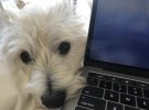 The WFH Diaries - ﻿Rochelle (and Poppy) Burbury at Third Avenue Consulting